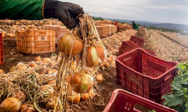 Líder nacional na produção de cebola, SC terá mais uma safra com expressivo desempenho