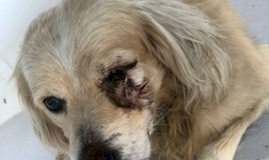 Animais abandonados reforçam as ações do Núcleo de Bem-Estar Animal em Criciúma