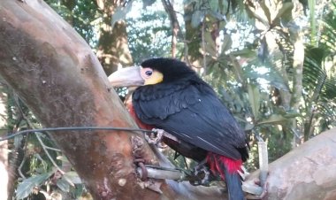 Espécies nativas de animais silvestres aparecem no Parque Astronômico de Criciúma