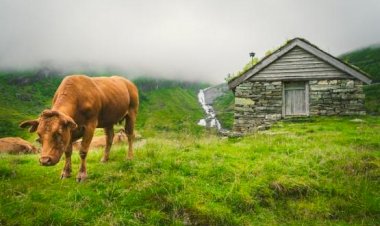 TJ confirma condenação para homem que furtou novilho red angus para carneá-lo em casa