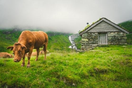 TJ confirma condenação para homem que furtou novilho red angus para carneá-lo em casa