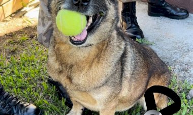 POLÍCIA MILITAR LAMENTA A MORTE DA CADELA FLECHA