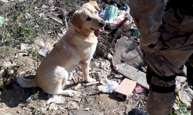 CÃO MARLEY DA PM ENCONTRA DROGA NO PARAÍSO