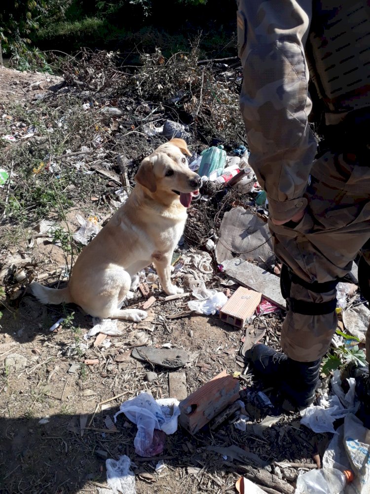 CÃO MARLEY DA PM ENCONTRA DROGA NO PARAÍSO