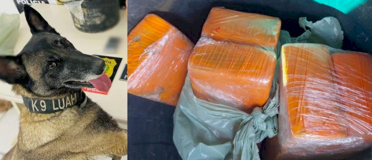 Polícia Civil prende homem com mais de 3,5 kg de Maconha em Criciúma