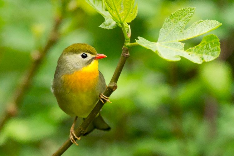 Diretoria de Meio Ambiente de Criciúma abre inscrições para 6ª Concurso Fotográfico