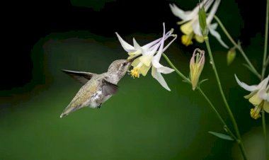 Aberta votação popular do Concurso Fotográfico da Diretoria de Meio Ambiente de Criciúma