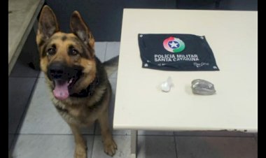 Cão de Faro da PM localiza droga no Paraíso