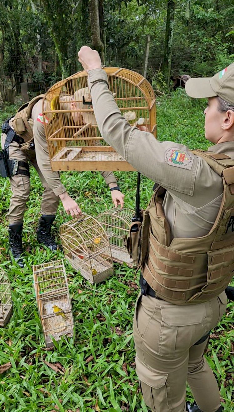 POLÍCIA MILITAR SOLTA 12 PÁSSAROS SILVESTRES MANTIDOS EM CATIVEIRO EM CRICIÚMA