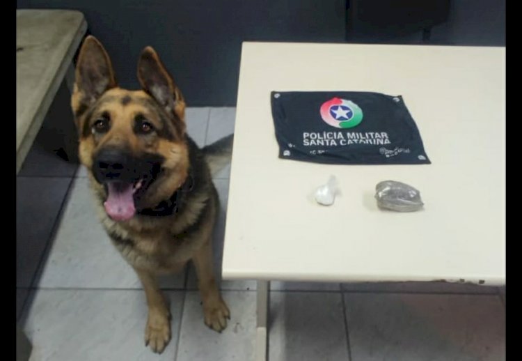 Cão de Faro da PM localiza droga no Paraíso