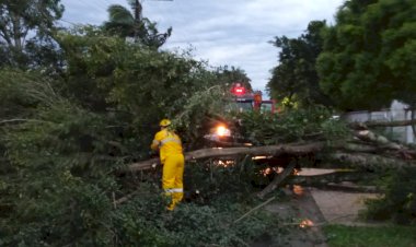 Vento forte derruba arvores no Jardim Angélica