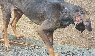 Homem é preso por maus tratos