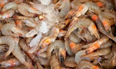 Pescador que capturava camarões em período de defeso tem pena mantida pelo Tribunal