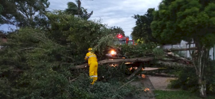 Vento forte derruba arvores no Jardim Angélica