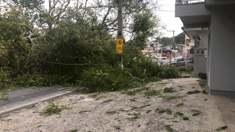 Arvore cai e interdita principal rua de Morro da Fumaça