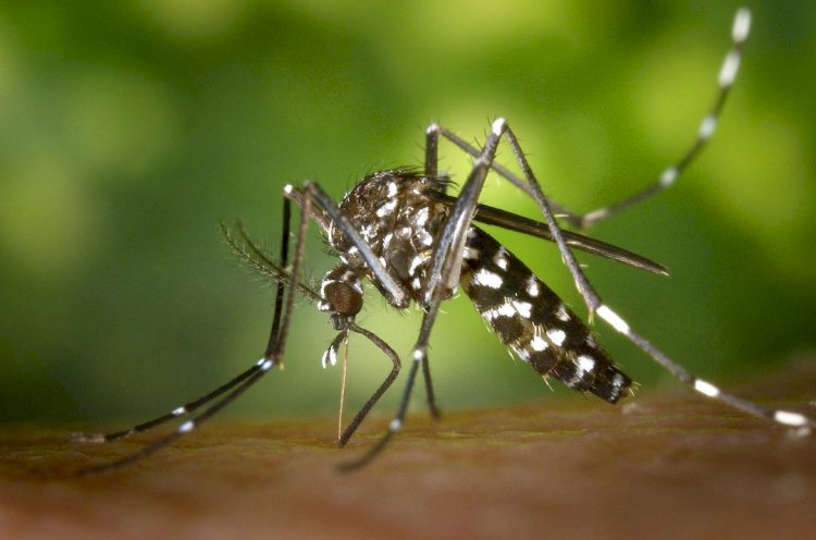 Dengue: Criciúma é um dos únicos municípios catarinenses não considerados infestados pelo Aedes aegypti