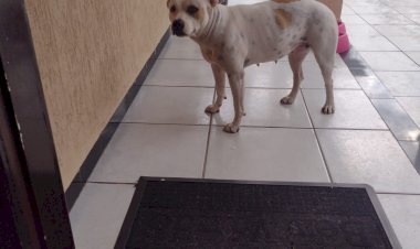 Procura- se a Cachorra Quira