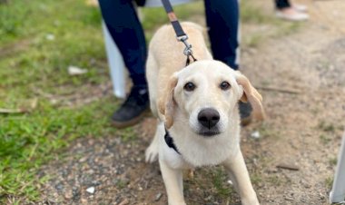 Campanha da prefeitura beneficia mais de 3,3 mil animais em Criciúma