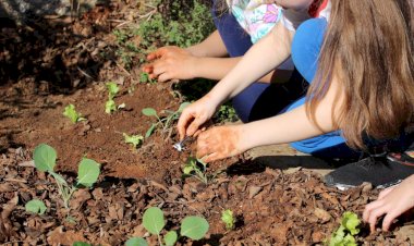 Estudantes da rede municipal de Criciúma cultivam hortas em busca de um futuro mais sustentável