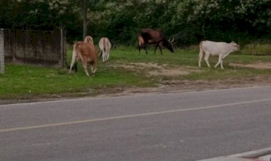 Boi na Pista e churrasco à vista