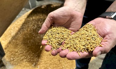 Depois de um ano desafiador, indústrias de arroz mantêm otimismo para 2025