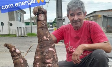 Morador de Criciúma colhe aipim gigante no quintal pesando cerca de 20 kg