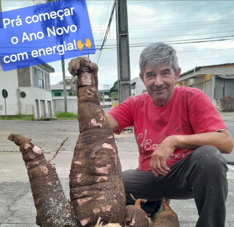 Morador de Criciúma colhe aipim gigante no quintal pesando cerca de 20 kg