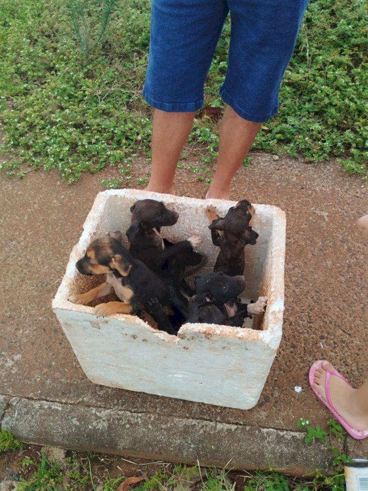 Cachorros abandonados preocupa moradores do São Defende