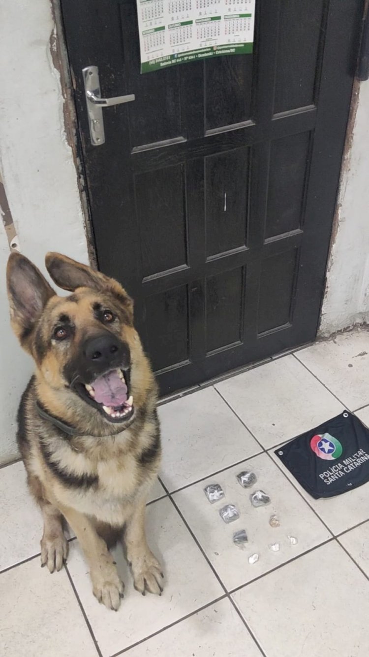 Cão farejador da PM localiza drogas em bairro de Cricúma