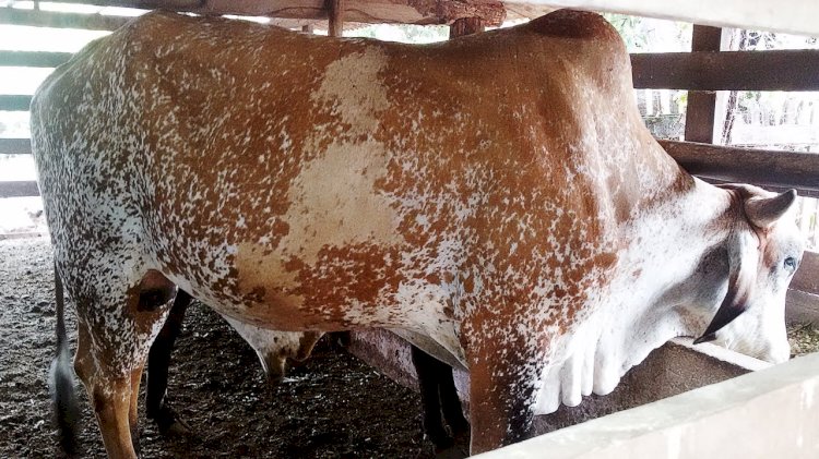 Roubou a Vaca do Vizinho, Carneou e foi em Cana