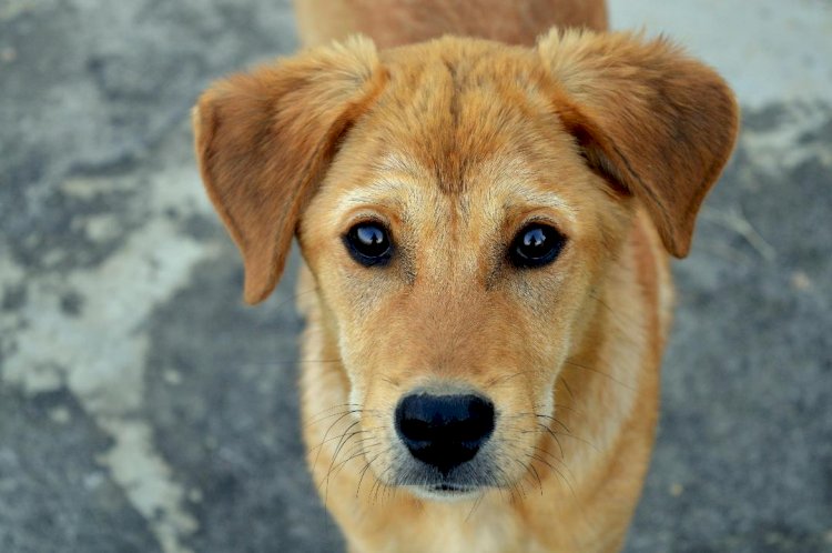 UniSul promove cãominhada e vacinação gratuita de pets em Criciúma neste domingo