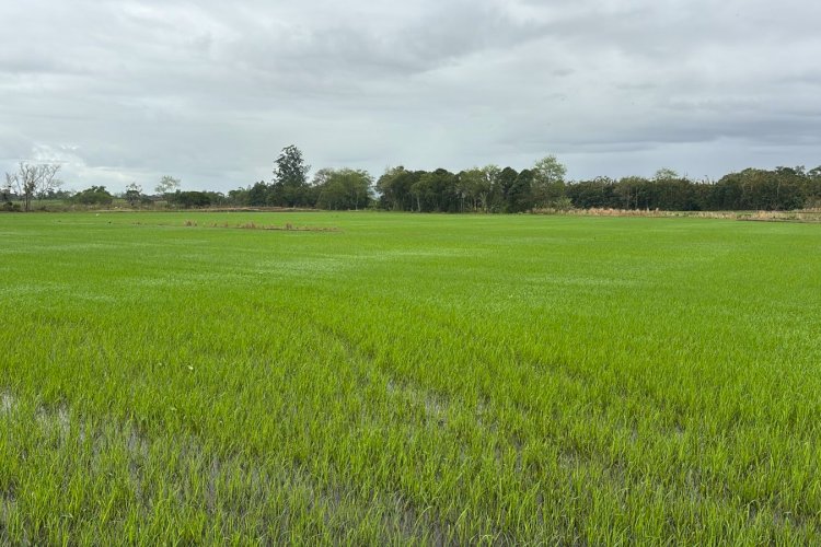Safra de arroz 2025/2026: plantio segue em meio à desvalorização e incertezas para toda a cadeia produtiva