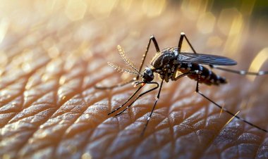 Rotina de prevenção é a chave para combater a dengue no Sul