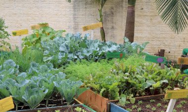 Projeto que institui o Programa de Horta Comunitária Urbana é aprovado na Câmara de Criciúma