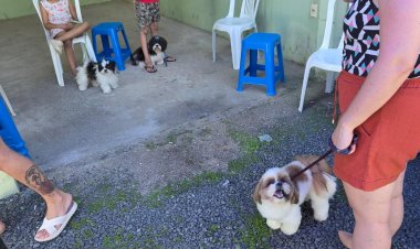 Pet Levado a Sério: Governo do Estado inicia castração de cães e gatos em Urussanga