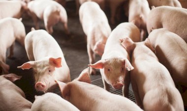 Sindicarne: SC continua na liderança da suinocultura brasileira