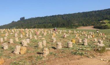 Deputado propõe audiência para debater crise da cebola em SC