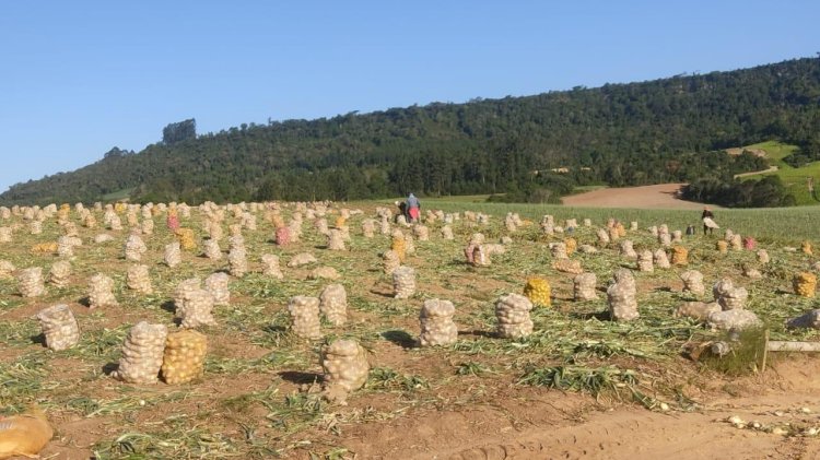 Deputado propõe audiência para debater crise da cebola em SC