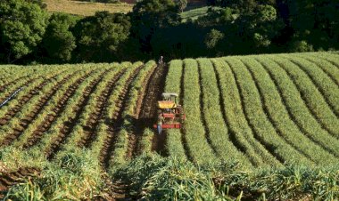Governo de SC prorroga prazo de financiamentos do FDR para agricultores afetados pela queda nos preços da cebola e do alho