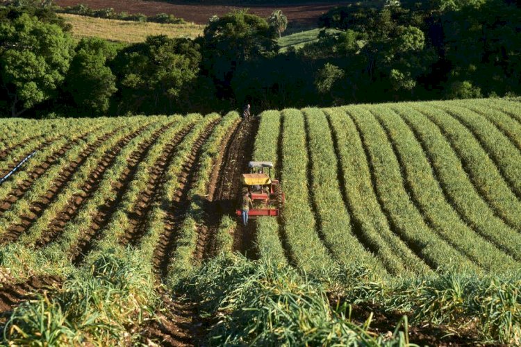 Governo de SC prorroga prazo de financiamentos do FDR para agricultores afetados pela queda nos preços da cebola e do alho