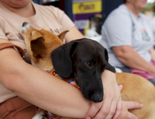 Pet Levado a Sério: maior programa de castração animal do país já viabilizou quase 44 mil procedimentos em 137 municípios de SC
