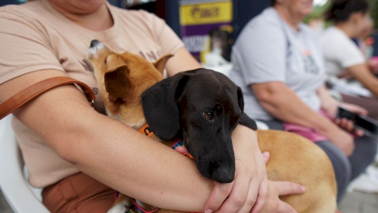 Pet Levado a Sério: maior programa de castração animal do país já viabilizou quase 44 mil procedimentos em 137 municípios de SC