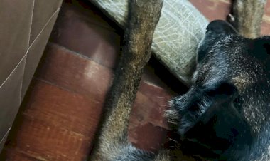 POLÍCIA CIVIL USA CACHORRO PARA LOCALIZAR DROGAS EM CRICIÚMA