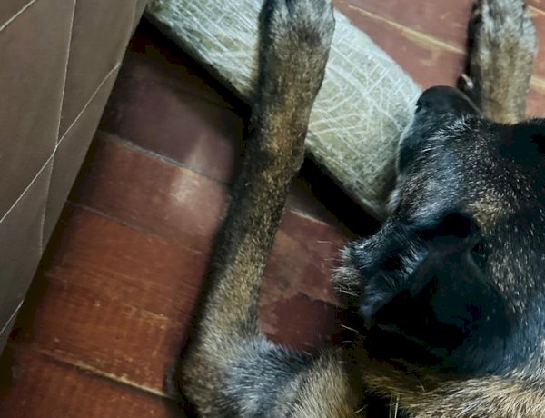 POLÍCIA CIVIL USA CACHORRO PARA LOCALIZAR DROGAS EM CRICIÚMA