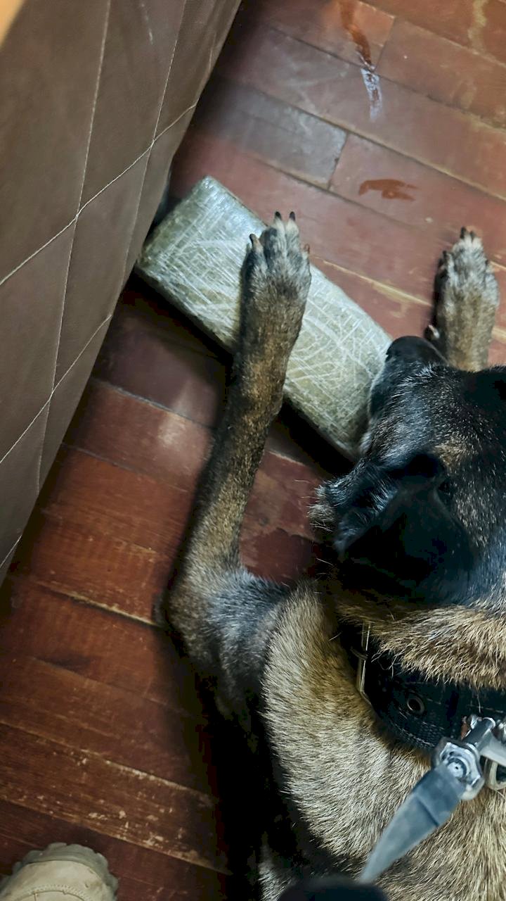 POLÍCIA CIVIL USA CACHORRO PARA LOCALIZAR DROGAS EM CRICIÚMA