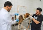 Prefeitura de Criciúma realizará busca de animais para castração gratuita no bairro São Sebastião