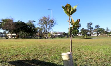 Ação “400 árvores em um minuto” será realizada nos parques da Prefeitura e da Santa Luzia no dia 21 de setembro
