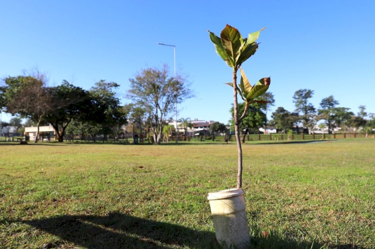 Ação “400 árvores em um minuto” será realizada nos parques da Prefeitura e da Santa Luzia no dia 21 de setembro