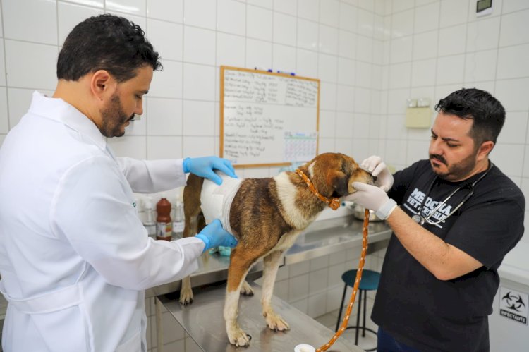 Prefeitura de Criciúma realizará busca de animais para castração gratuita no bairro São Sebastião