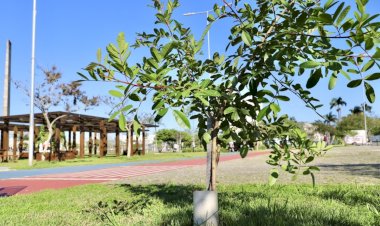 Criciúma realizará plantio de 400 árvores em um minuto nesta terça-feira